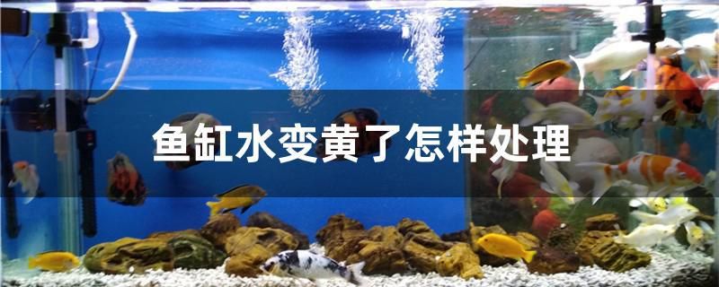 魚缸水變黃了怎樣處理 玫瑰銀版魚