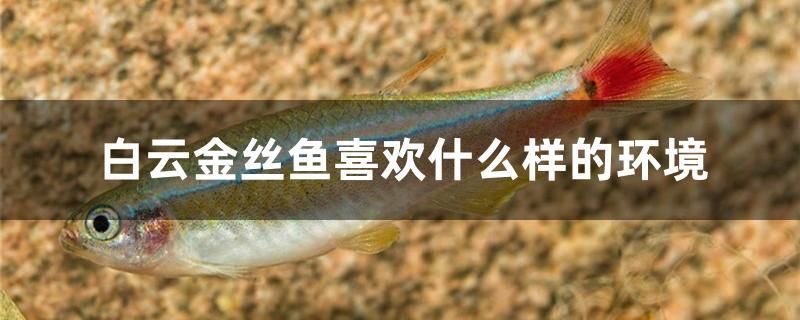 白云金絲魚喜歡什么樣的環(huán)境