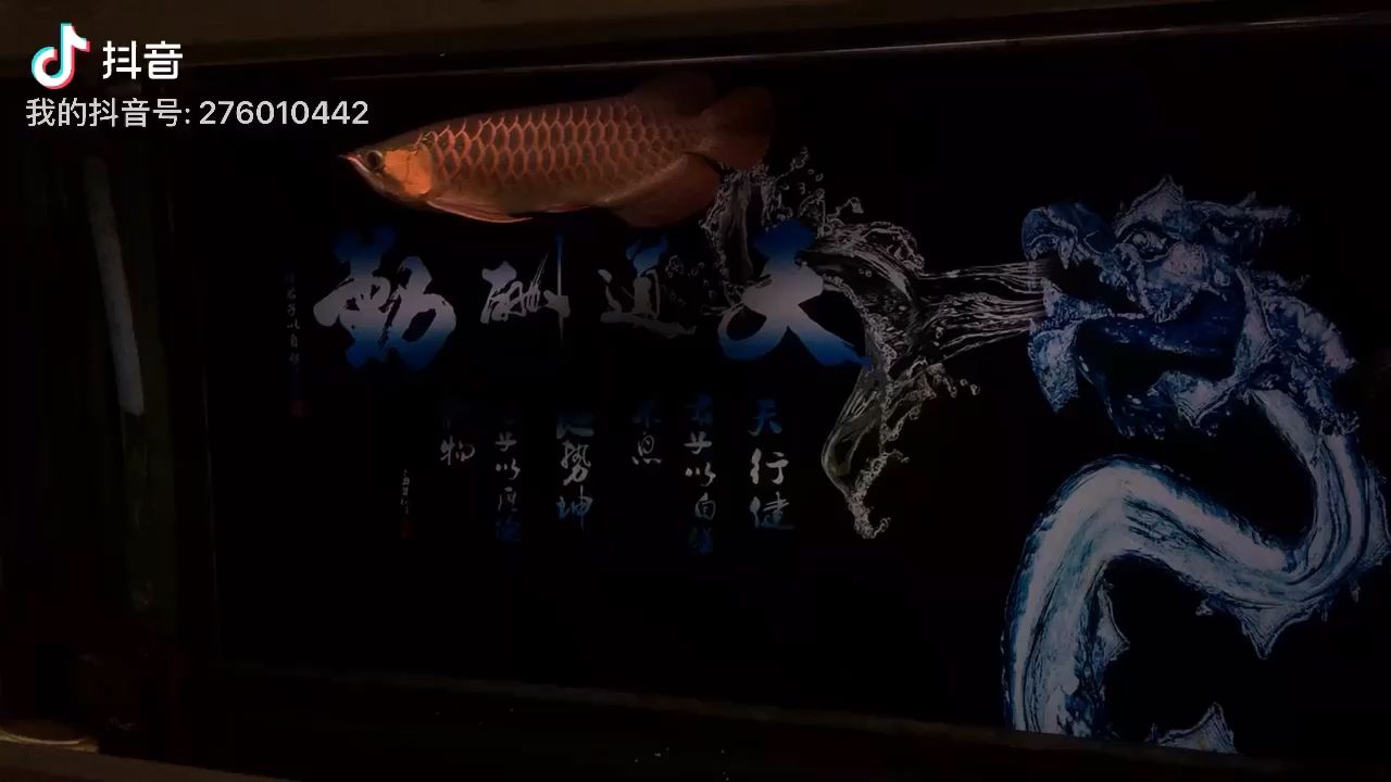 魚友幾個(gè)沒睡的，來給我點(diǎn)個(gè)贊 觀賞魚論壇 第1張