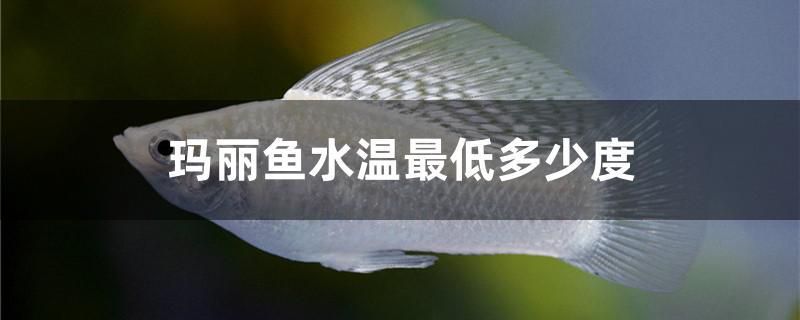 瑪麗魚(yú)水溫最低多少度