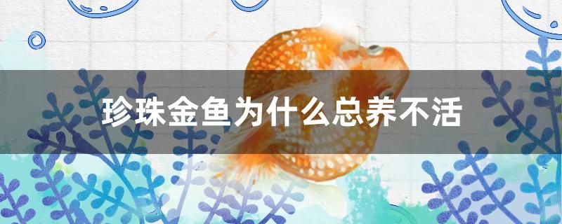 珍珠金魚為什么總養(yǎng)不活 魚糧魚藥