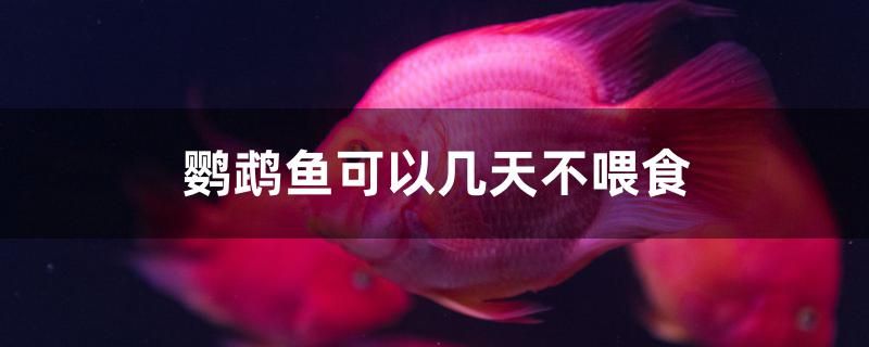 鸚鵡魚可以幾天不喂食