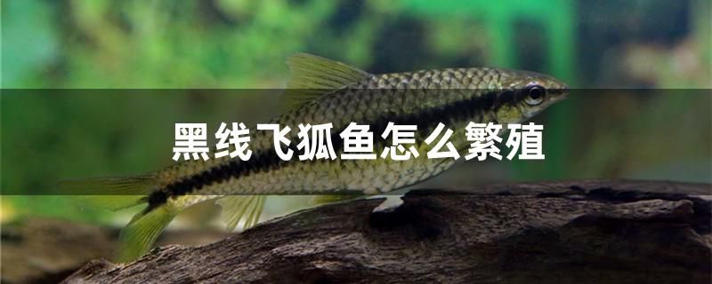 黑線飛狐魚怎么繁殖