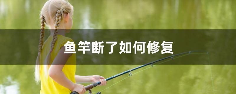 魚竿斷了如何修復(fù) 藍底過背金龍魚