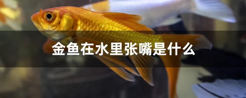 金魚(yú)在水里張嘴是什么