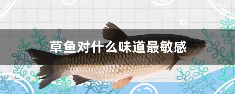 草魚對什么味道最敏感 綠皮辣椒小紅龍