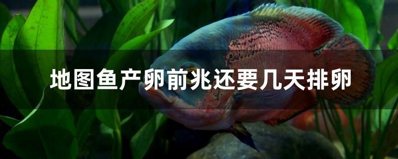 地圖魚產(chǎn)卵前兆還要幾天排卵