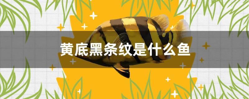 黃底黑條紋是什么魚 潛水艇魚