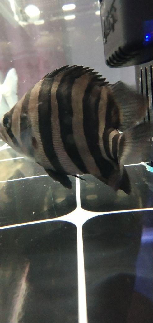 鄭州水族批發(fā)市場有哪些魚類類型的（鄭州定制魚缸去哪里好） 充氧泵 第1張