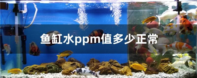 魚缸水ppm值多少正常