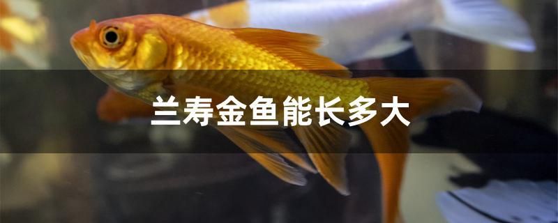 蘭壽金魚能長多大