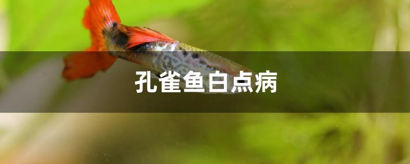 孔雀魚(yú)白點(diǎn)病怎么治 水族展會(huì)