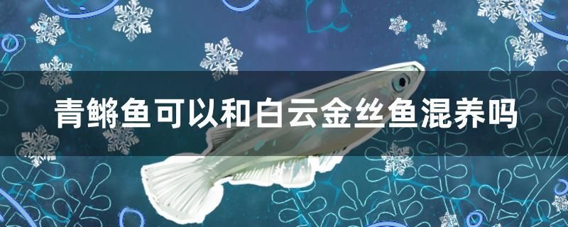 青鳉魚可以和白云金絲魚混養(yǎng)嗎 青龍魚