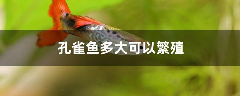 孔雀魚多大可以繁殖