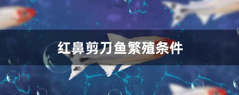 紅鼻剪刀魚繁殖條件