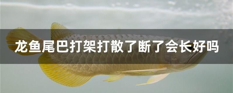 龍魚尾巴打架打散了斷了會(huì)長好嗎 白化火箭魚