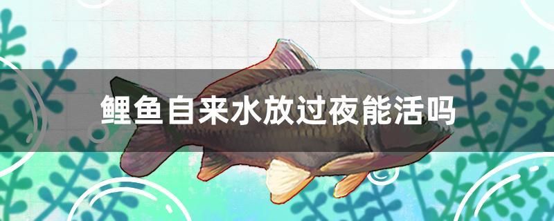 鯉魚自來水放過夜能活嗎 祥龍魚藥系列