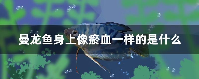 曼龍魚身上像瘀血一樣的是什么 觀賞魚市場