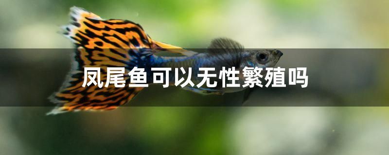 鳳尾魚(yú)可以無(wú)性繁殖嗎 眼斑魚(yú)