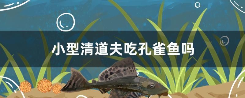 小型清道夫吃孔雀魚嗎