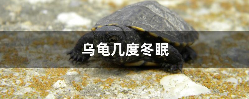 烏龜幾度冬眠