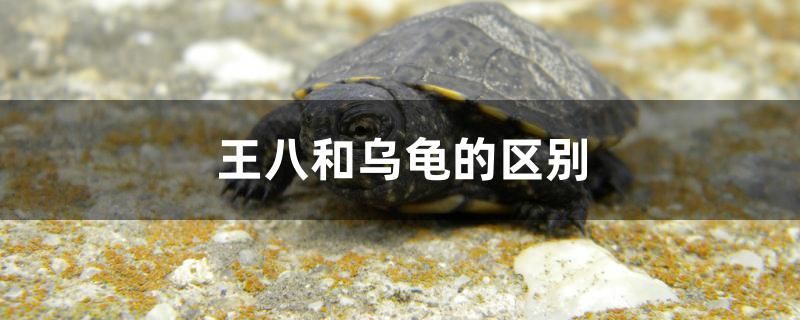 王八和烏龜?shù)膮^(qū)別 狗頭魚