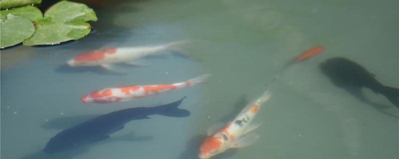 貴陽(yáng)哪里賣魚(yú)缸便宜實(shí)惠（貴陽(yáng)哪里買魚(yú)缸） 其他品牌魚(yú)缸