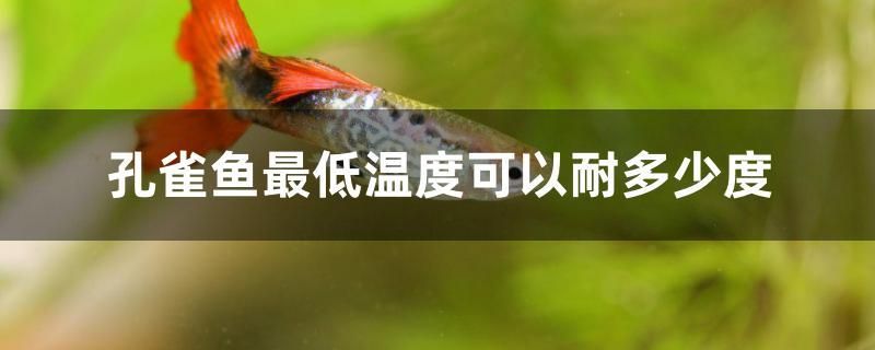 孔雀魚最低溫度可以耐多少度