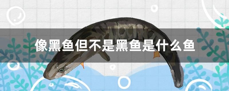 像黑魚但不是黑魚是什么魚 祥龍水族濾材/器材