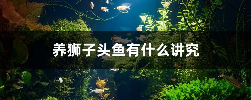 養(yǎng)獅子頭魚有什么講究