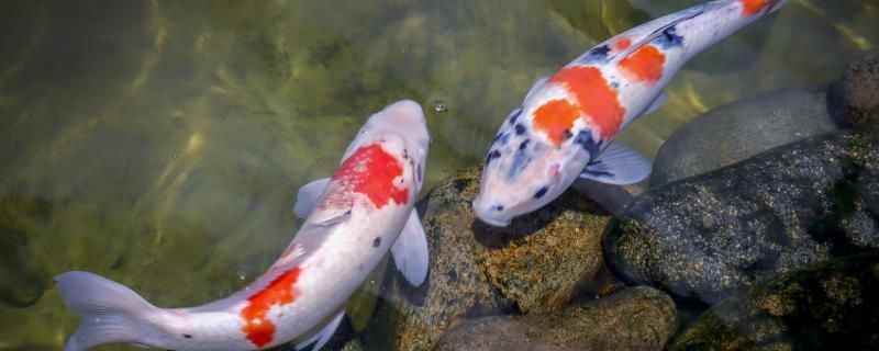 錦鯉為什么突然死亡怎么預(yù)防 金老虎魚