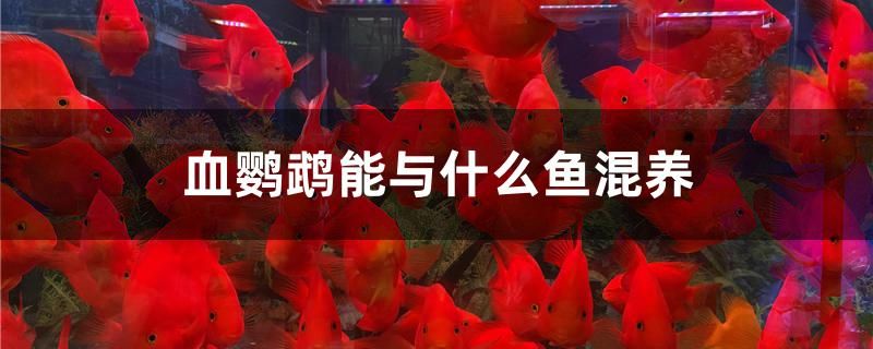 血鸚鵡能與什么魚混養(yǎng)