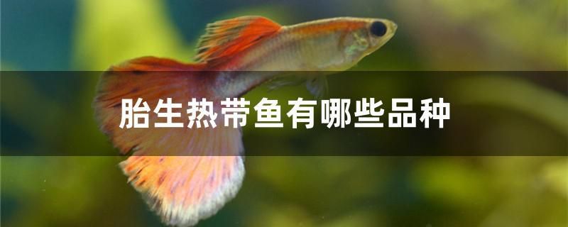 胎生熱帶魚有哪些品種