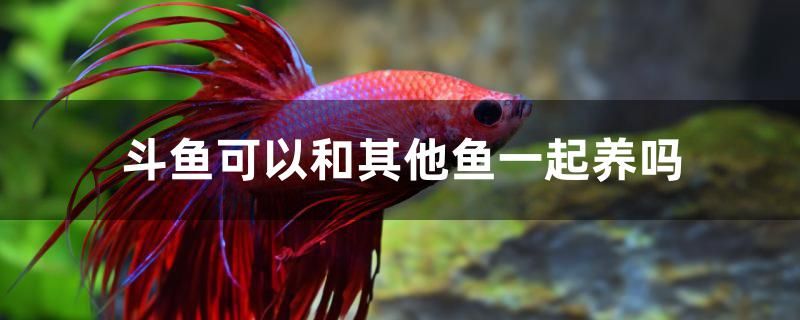 斗魚可以和其他魚一起養(yǎng)嗎