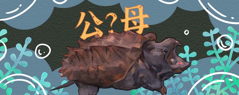 真鱷龜怎么分公母公母能一起養(yǎng)嗎