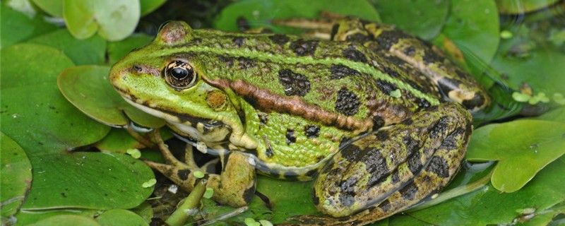 青蛙冬眠時會呼吸嗎用什么來呼吸 水族主題相關