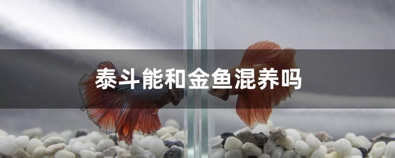 泰斗能和金魚混養(yǎng)嗎 二氧化碳設備