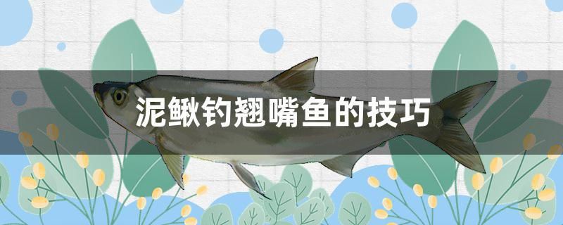 泥鰍釣翹嘴魚的技巧