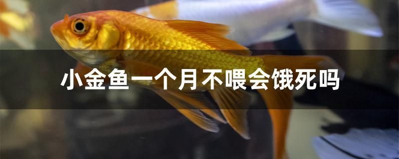 小金魚一個月不喂會餓死嗎