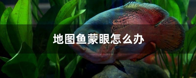 地圖魚蒙眼怎么辦