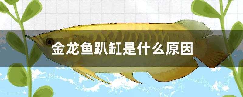 金龍魚(yú)趴缸是什么原因