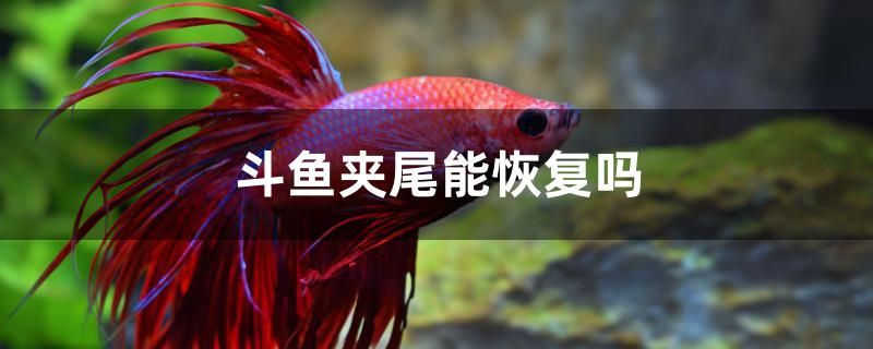 斗魚夾尾能恢復(fù)嗎