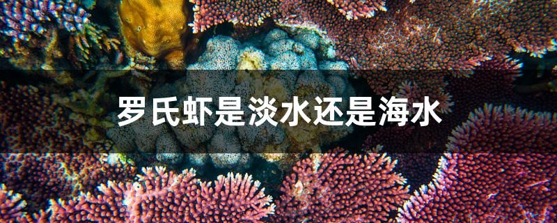 羅氏蝦是淡水蝦還是海水蝦 財神鸚鵡魚