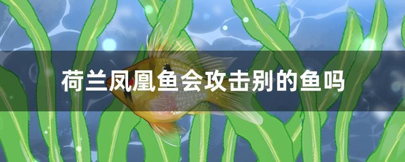 荷蘭鳳凰魚會攻擊別的魚嗎 大日玉鯖魚