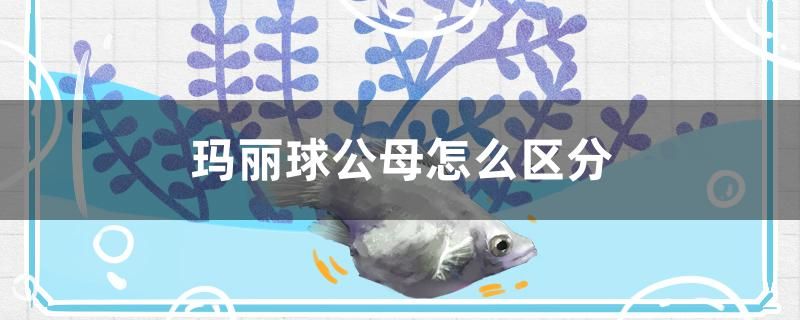 瑪麗球公母怎么區(qū)分 成吉思汗鯊（球鯊）魚