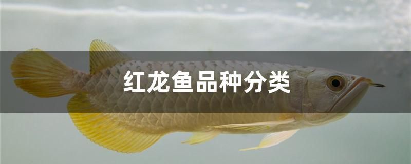 紅龍魚品種分類 廣州水族器材濾材批發(fā)市場