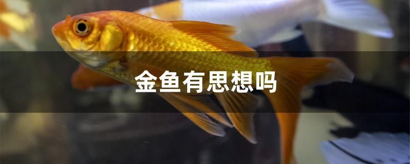 金魚有思想嗎