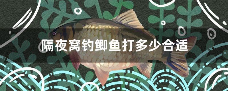 隔夜窩釣鯽魚(yú)打多少合適