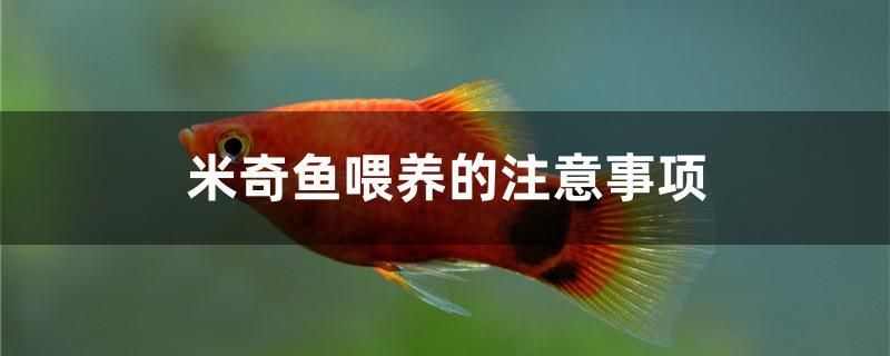 米奇魚喂養(yǎng)的注意事項(xiàng) 圣菲埃及魚