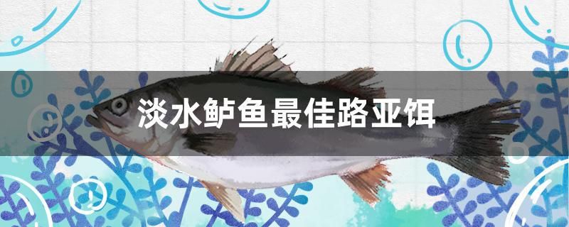 淡水鱸魚最佳路亞餌